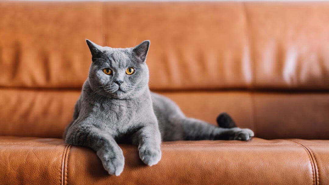 What to use to stop cats clearance from scratching furniture